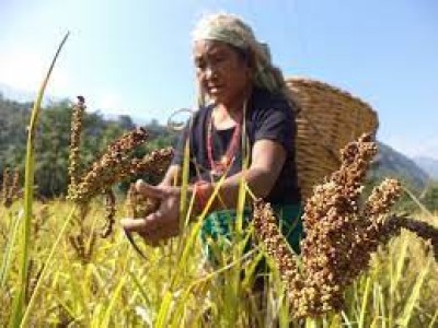 पूर्वी नाका हुँदै भारतबाट ५१ करोडको कोदो आयात, पानको पातदेखि घिरौलासम्म भारतकै भर